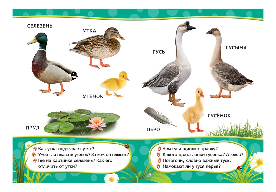 Утки и гуси отличия
