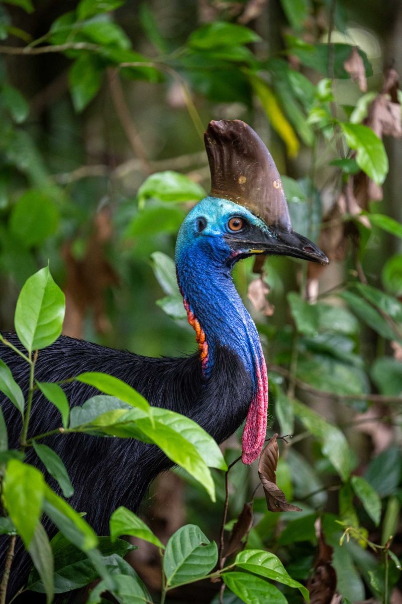 Необычные птицы нашей планеты