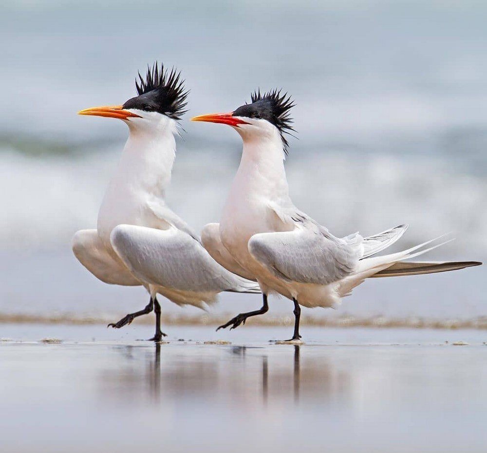 Смешные птички