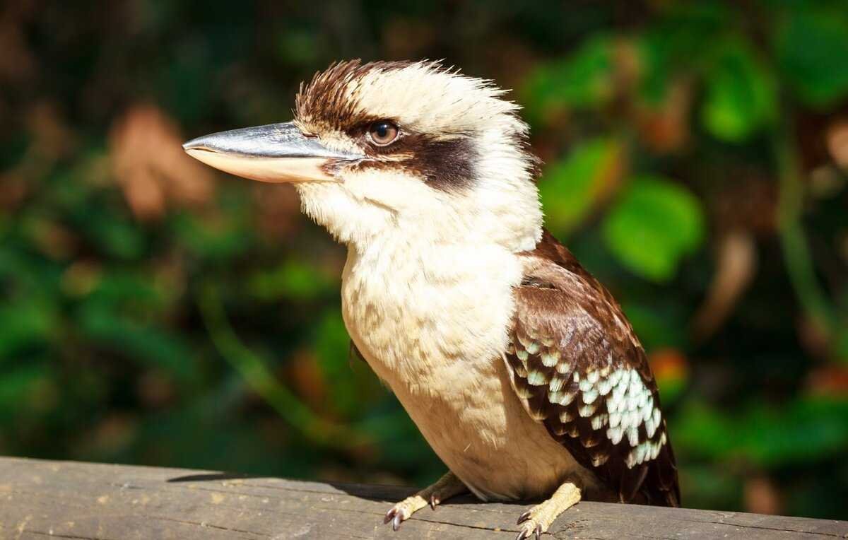 Зимородок Кукабарра