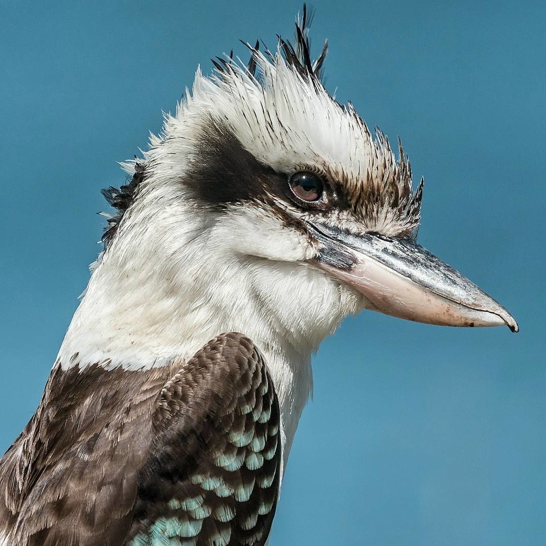 Кукабарра толстая