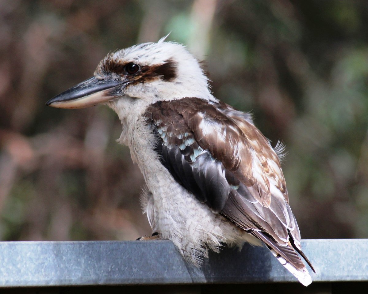 Кукабарра Севастополь