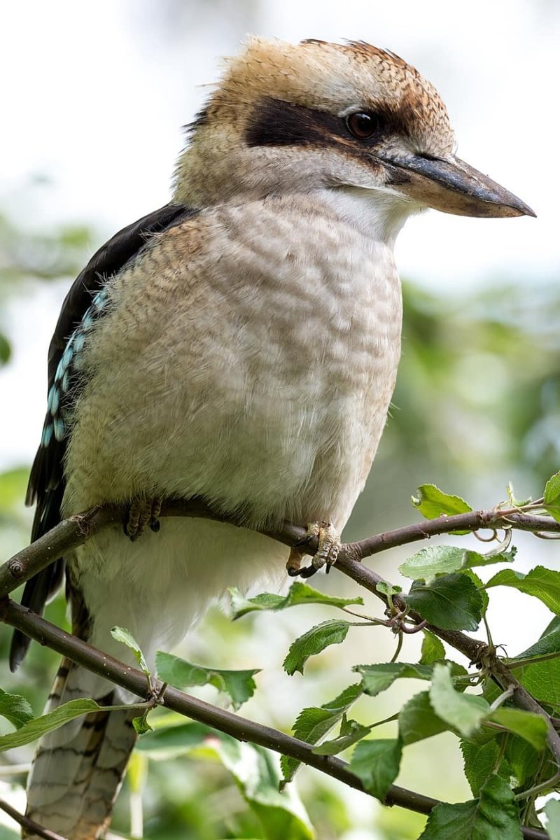 Зимородок Кукабарра