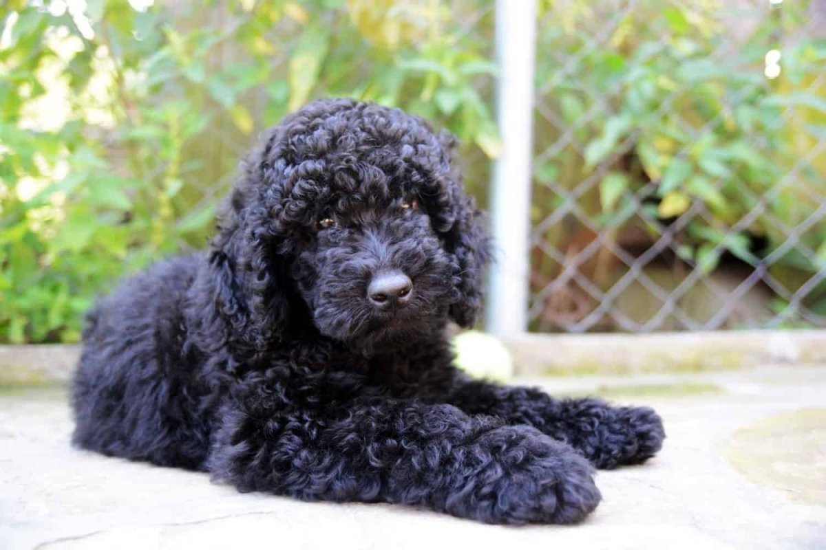 Гипоаллергенный пудель карликовый