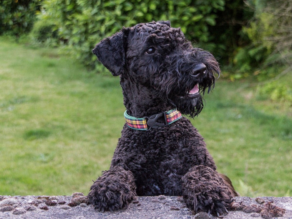 Ирландский Керри Блю терьер