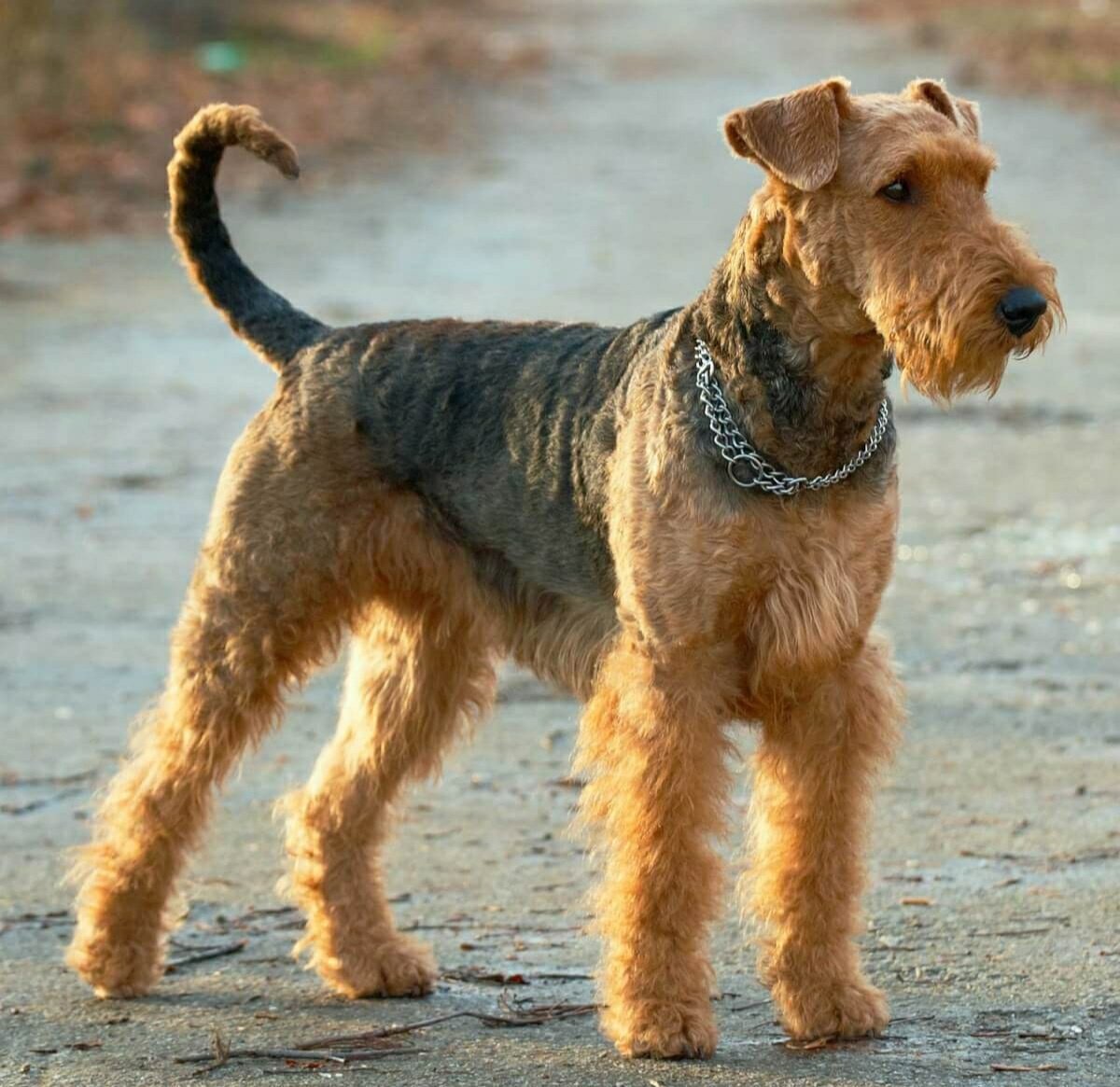 Терьер Эрдельтерьер