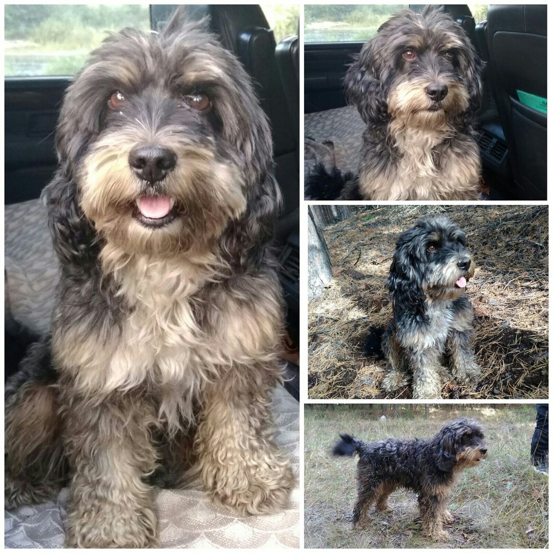 Кучерявая собака с висячими ушами