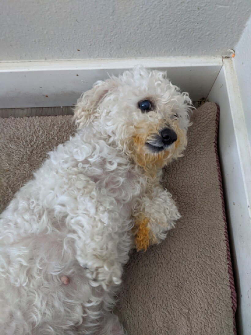 Собака кудрявая с айфоном ц зеркала