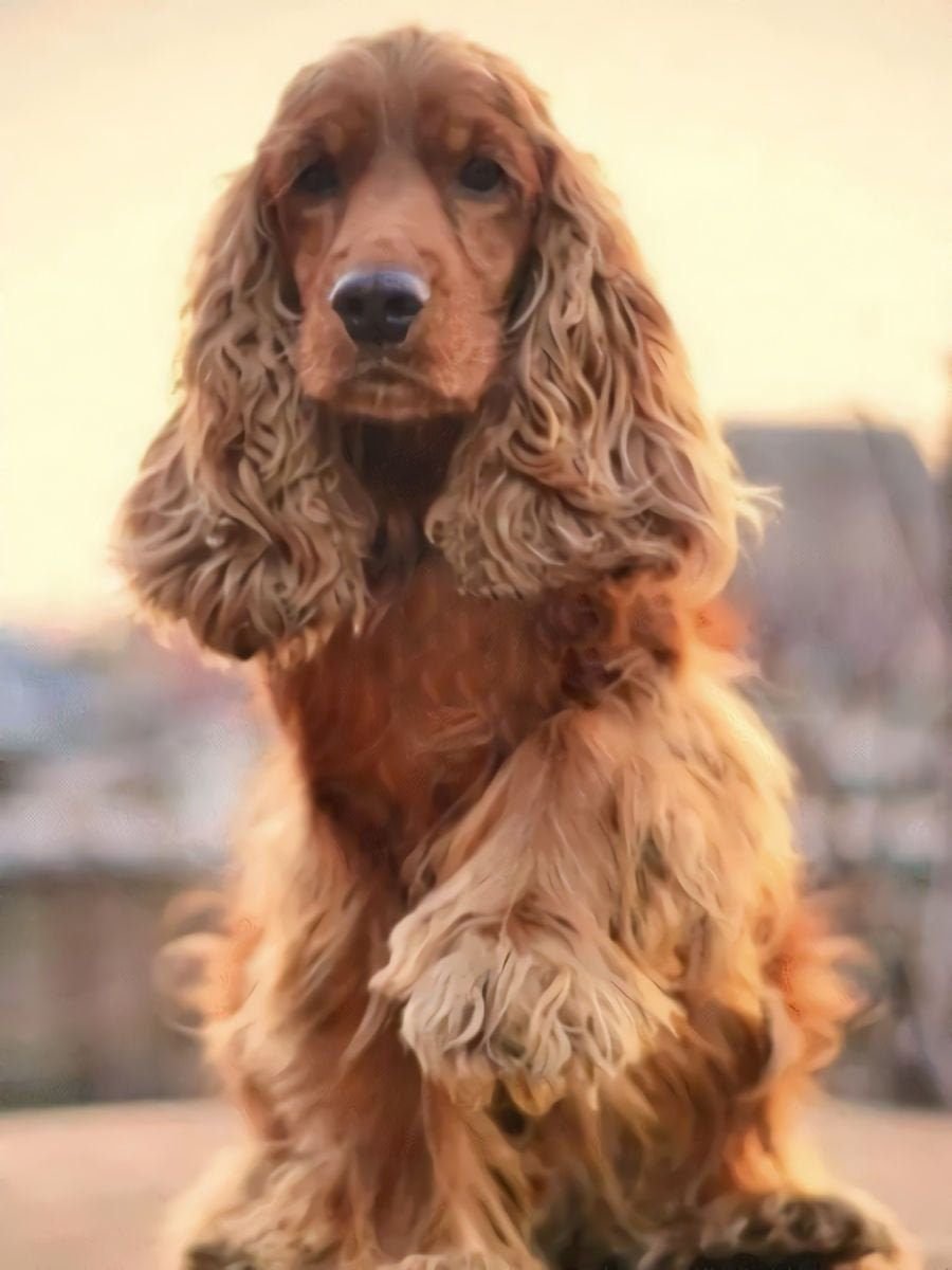 Кокер спаниель рыжий