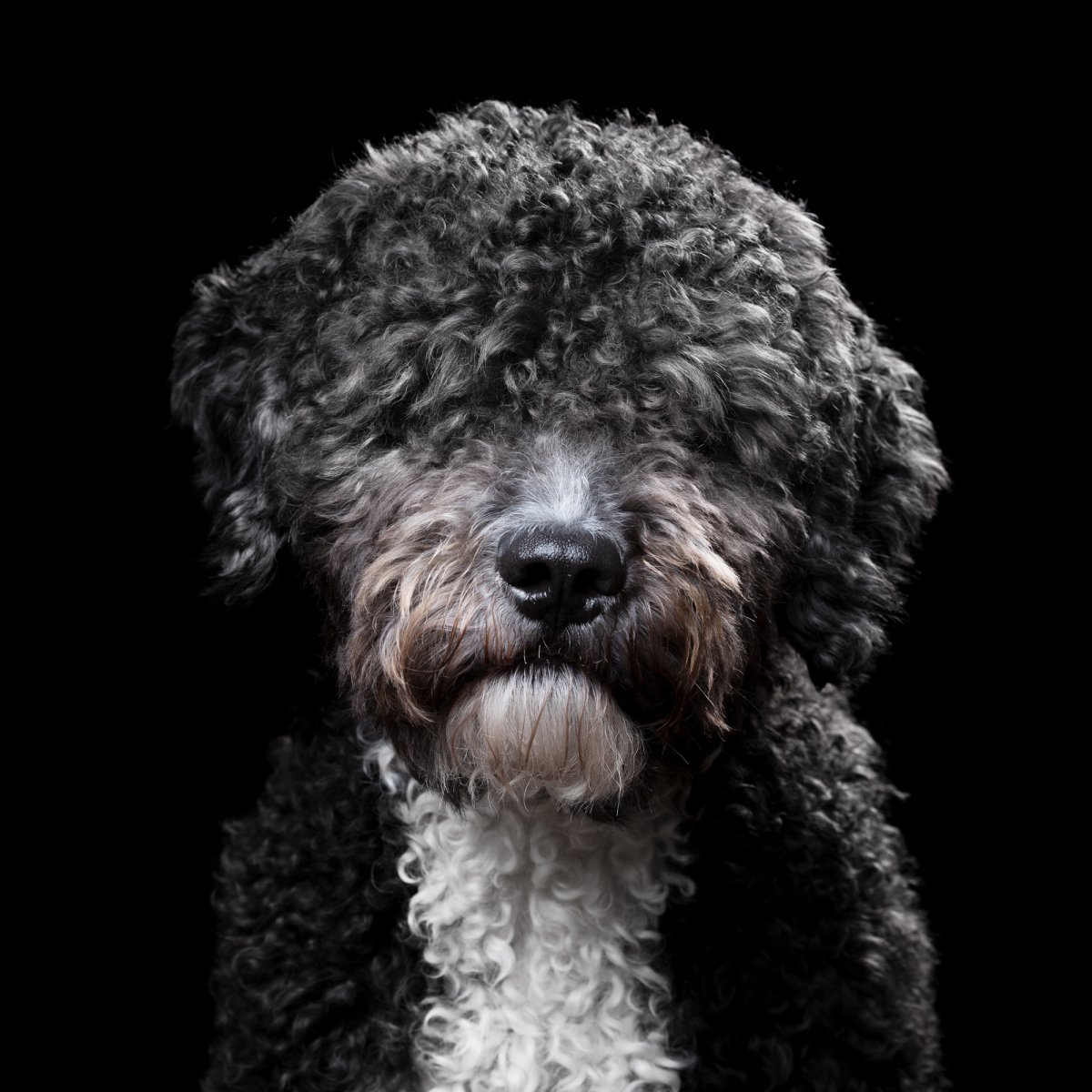 Большая кучерявая черная собака