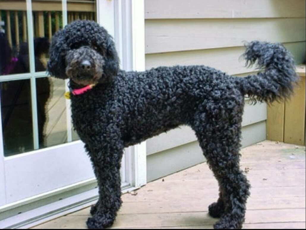 Лабрадудль коббердог