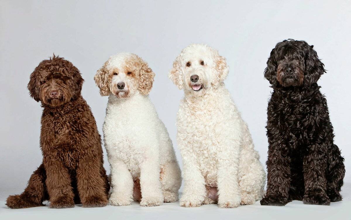 Австралийский лабрадудль