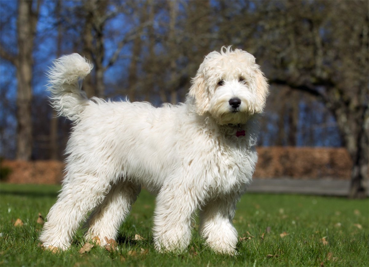 Порода собак лабрадудель