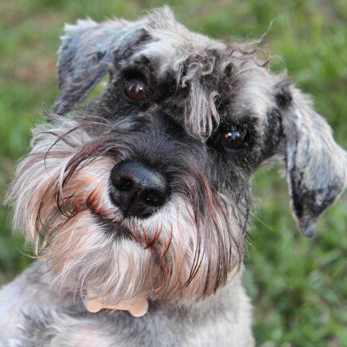 Цвейг шнауцер