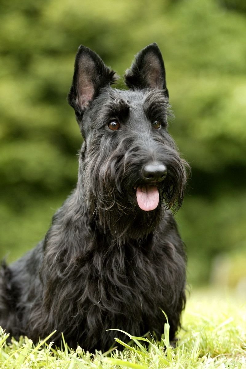 Порода скотч терьер