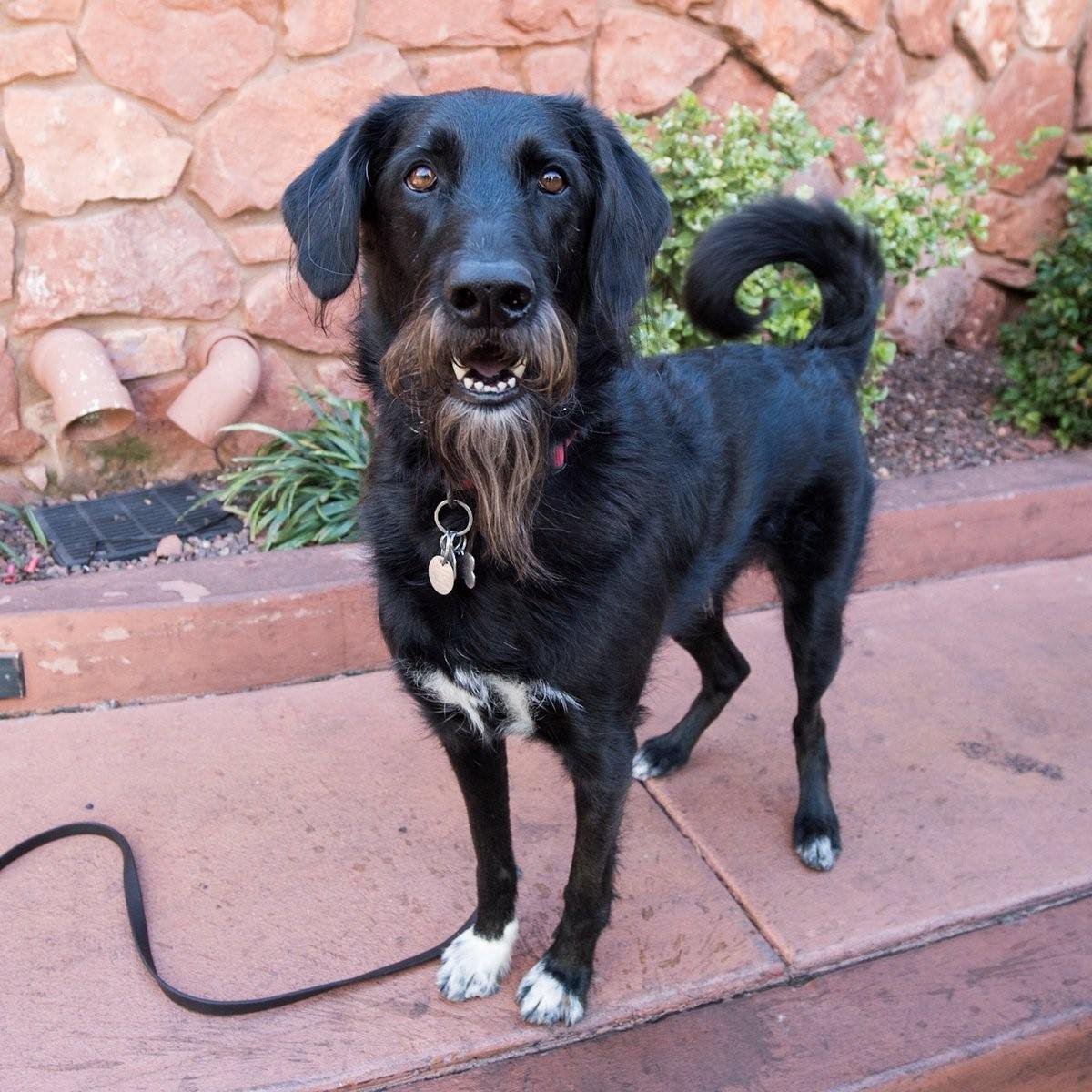 Порода собак черная с бородой