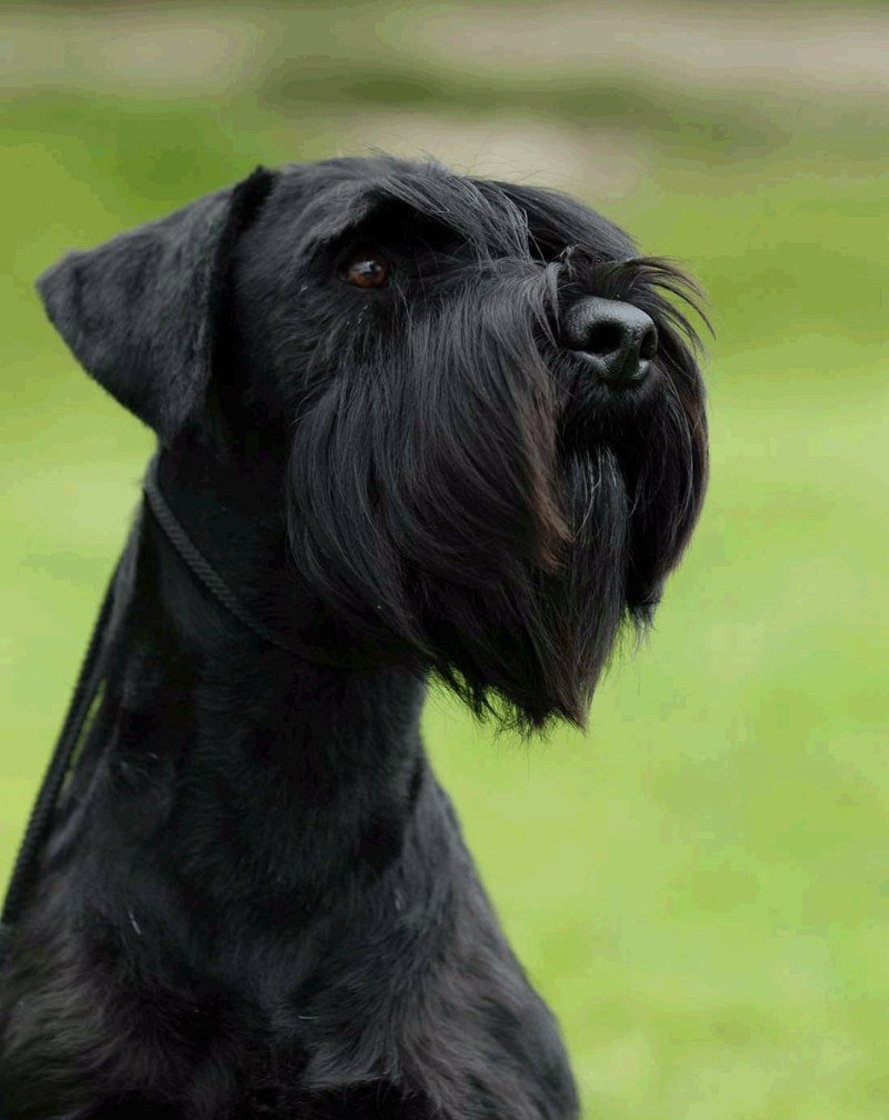 Ризеншнауцер Миттельшнауцер Цвергшнауцер