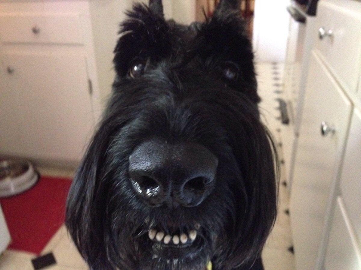 Намордник Гаппай Ризеншнауцер