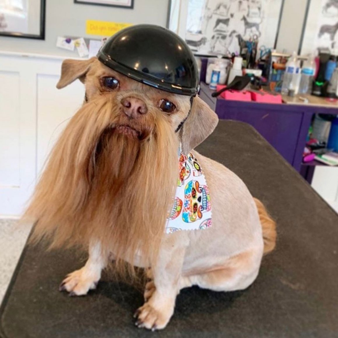 Маленькие собаки с бородой