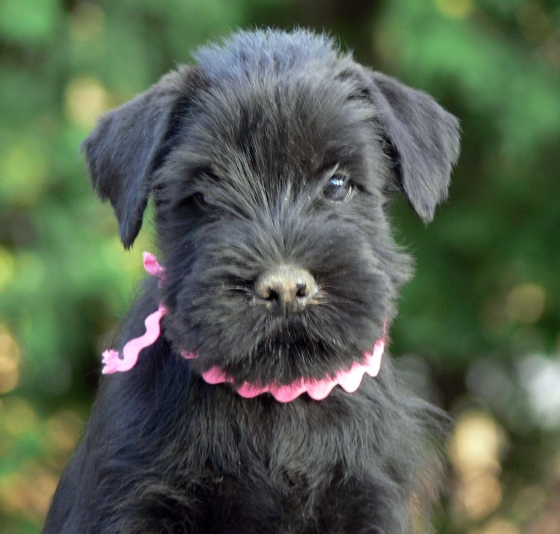 Миттельшнауцер порода