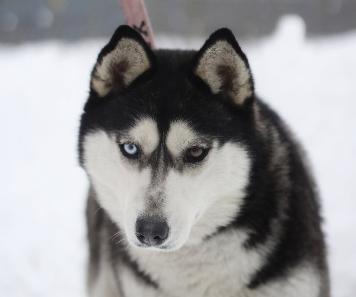 Микро хаски