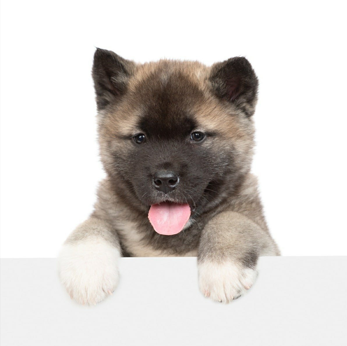 Байкальская баскервилька собака