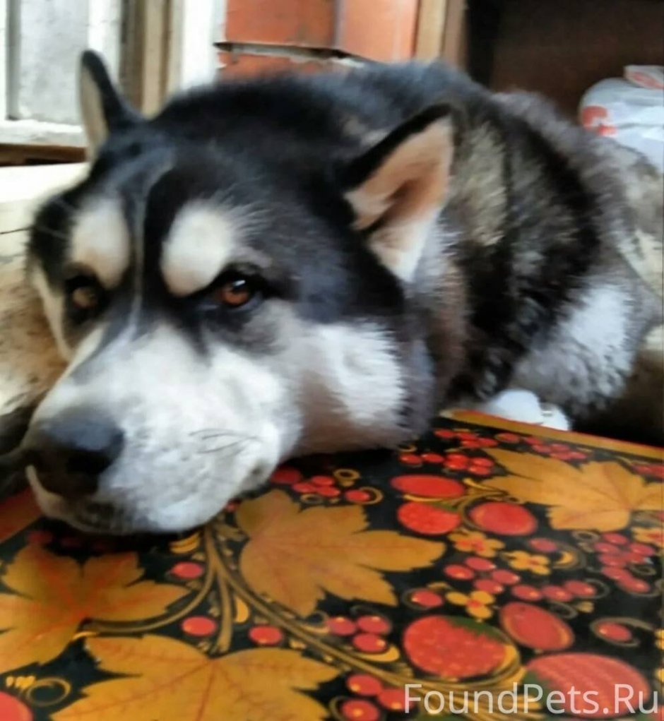 Взрослые хаски мальчик 1.5 года
