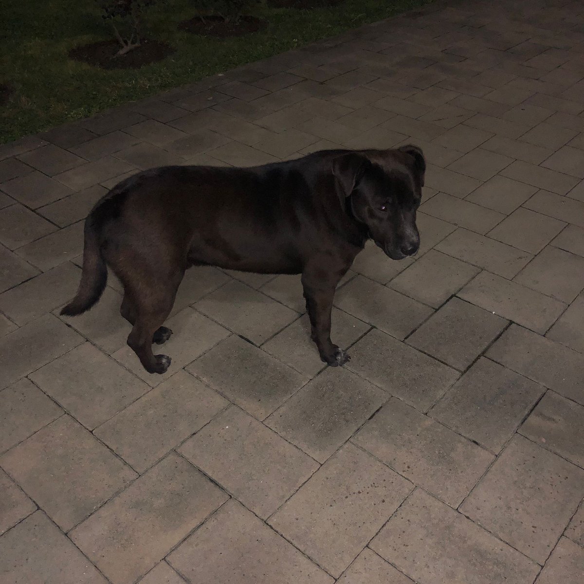 Сириус в виде собаки