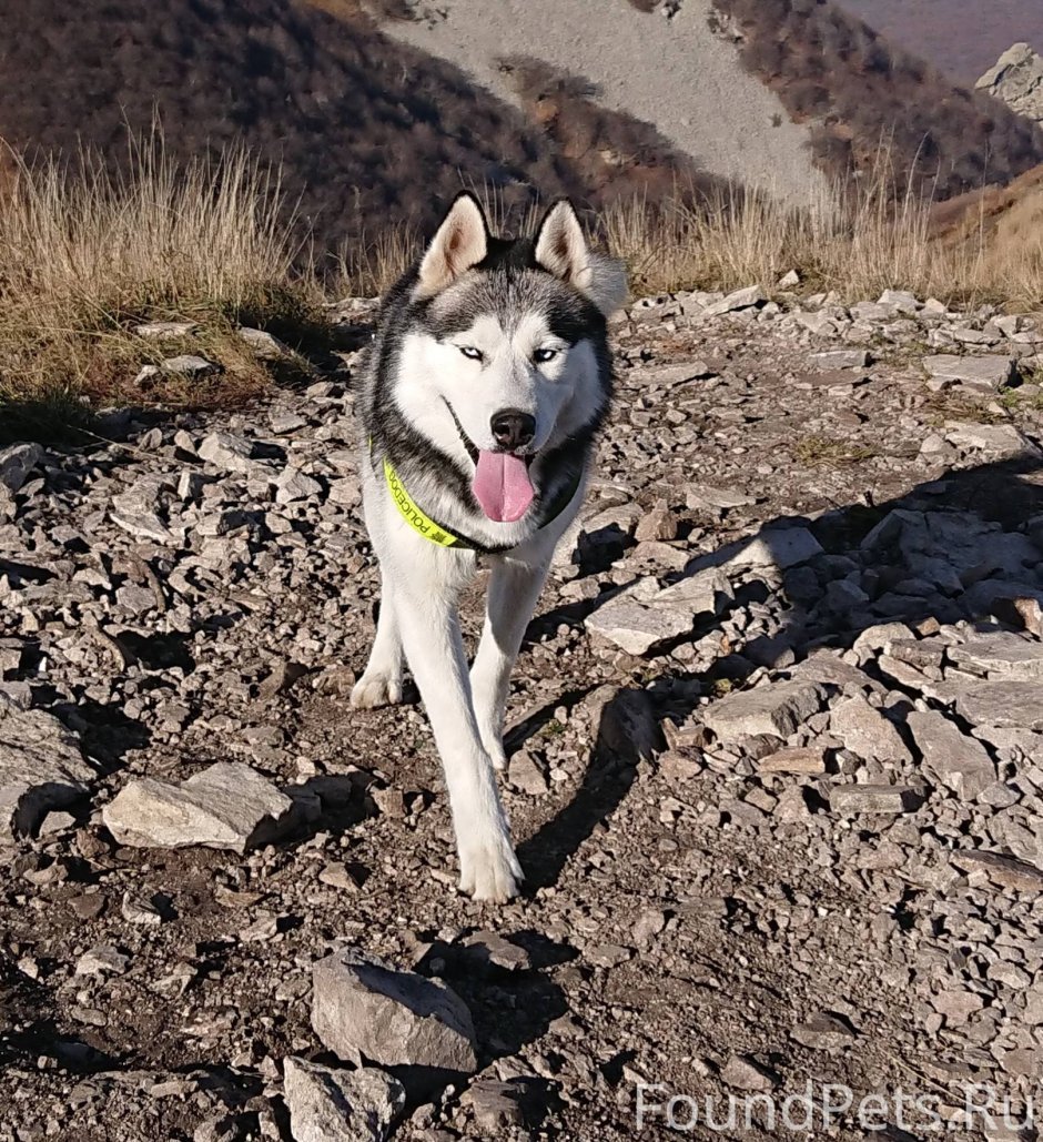 Байкальская хаски щенок