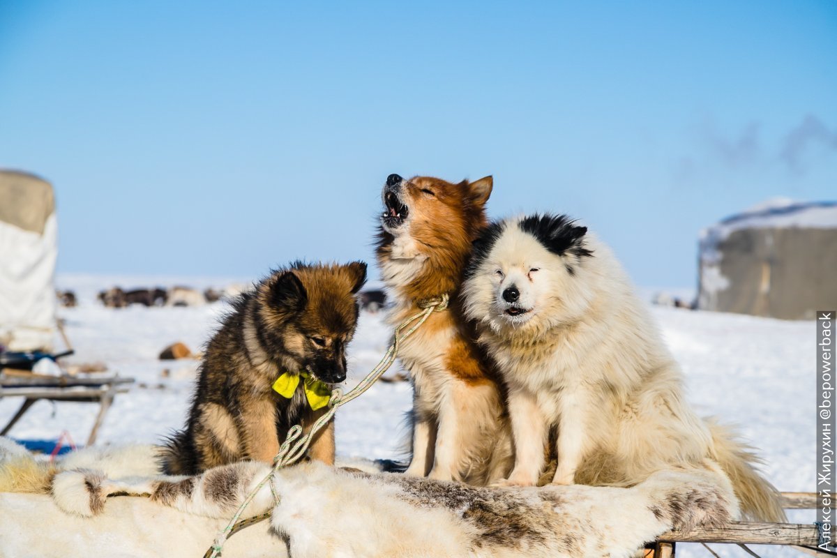 Собаки в тундре