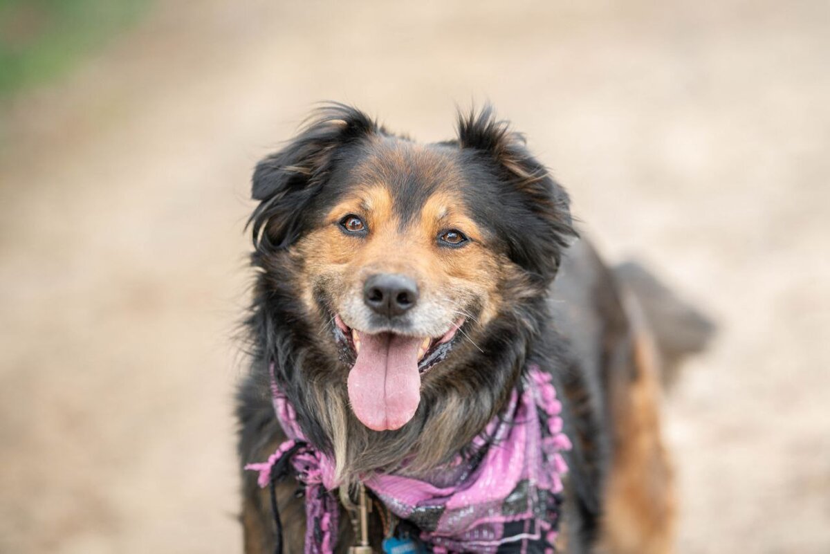 Большой добрый пес