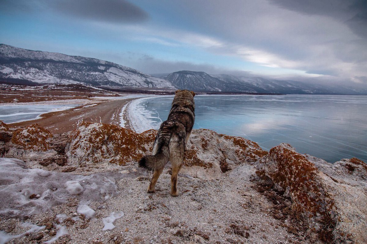 Ольхонский волк