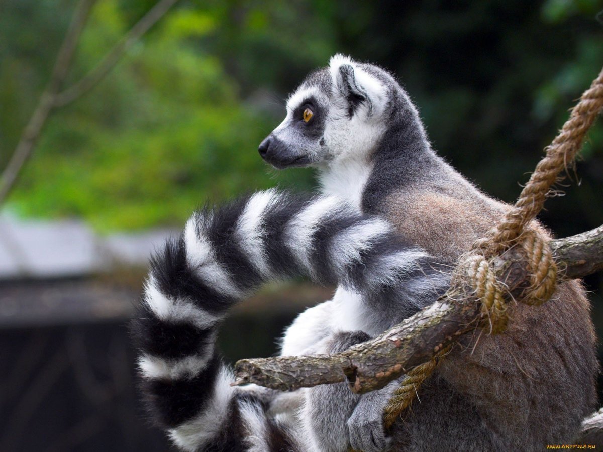 Кошачий лемур самец