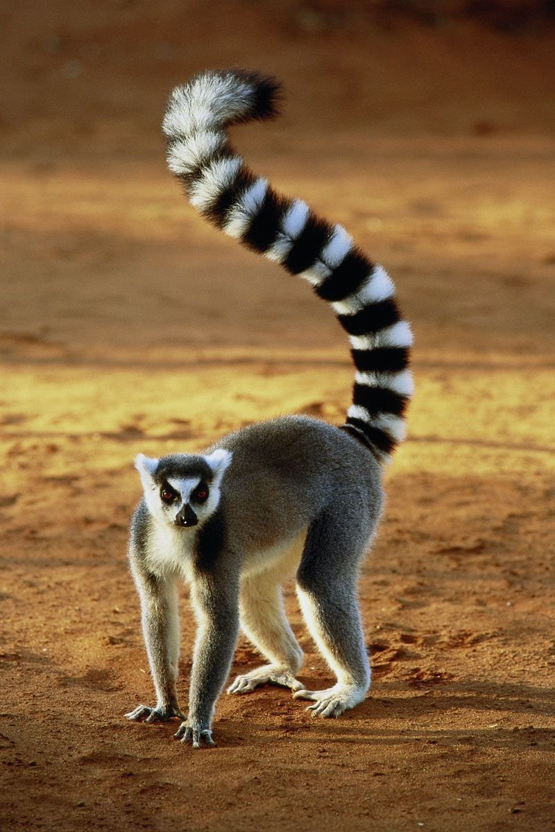 Кошачий лемур