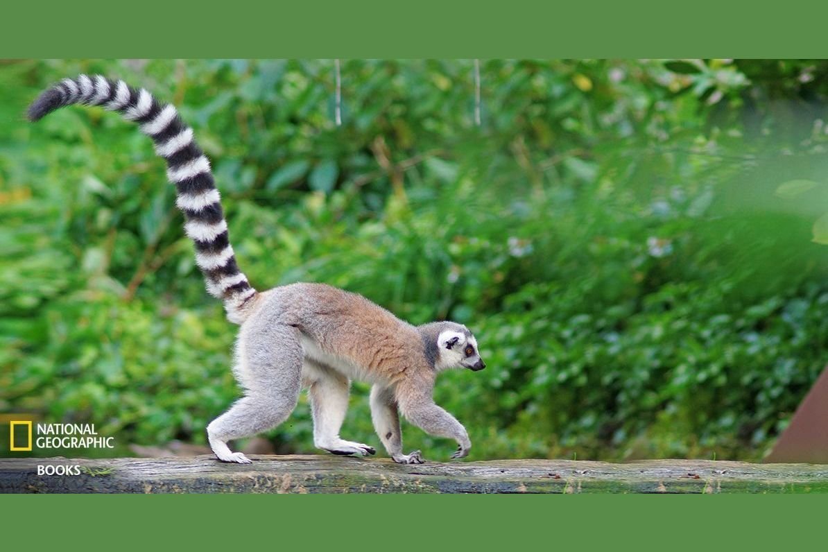 Сумчатый лемур