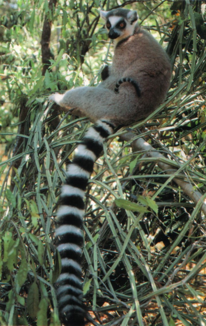 Хвост галаго