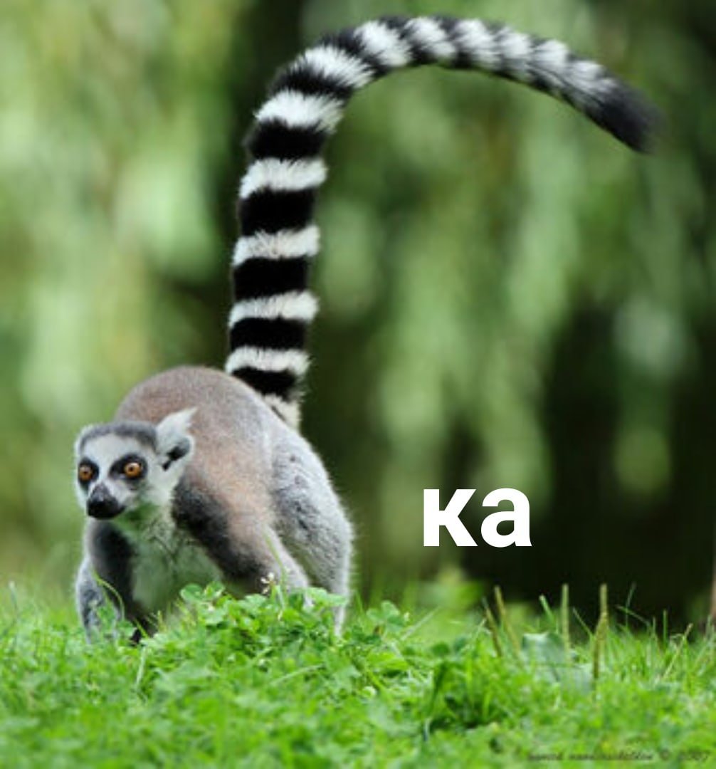 Кошачий лемур