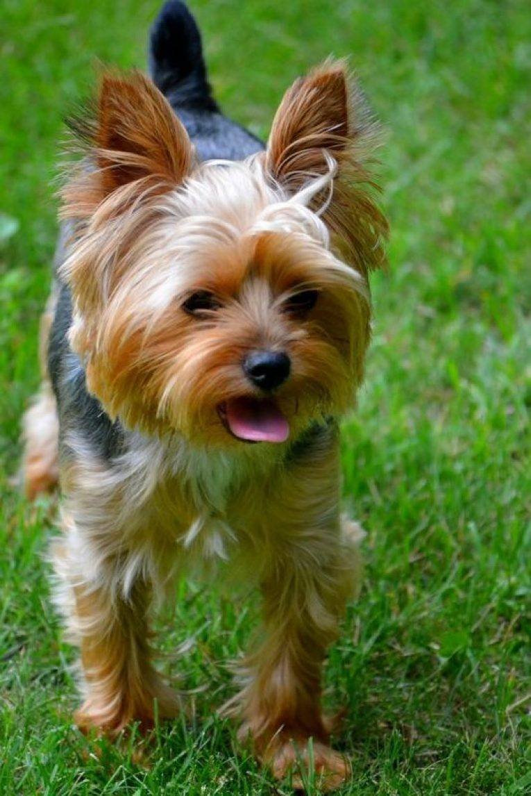 Йоркшир терьер