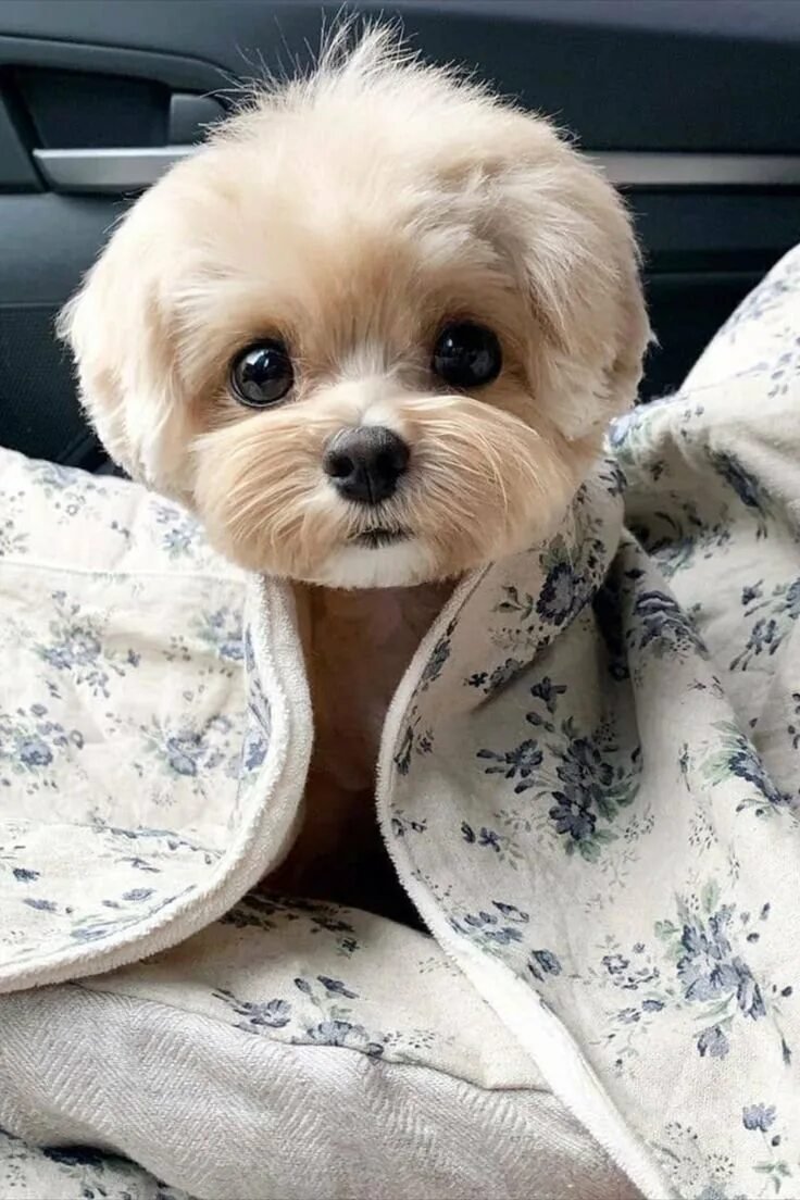 Милые щенки