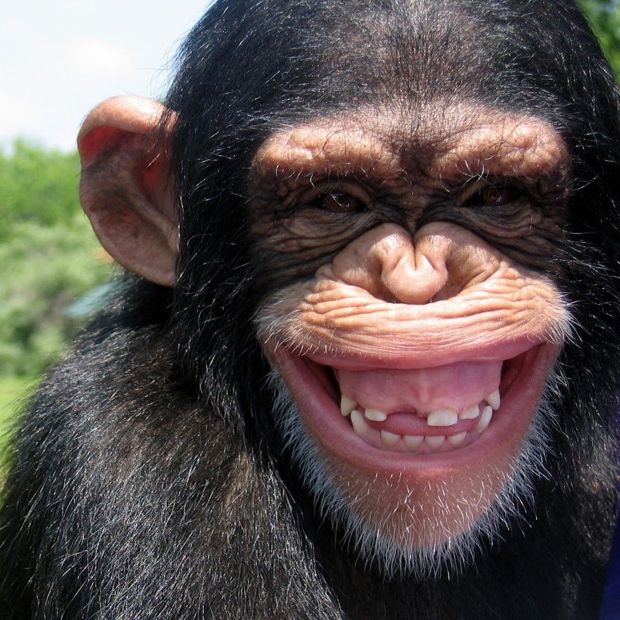 Смех обезьяны