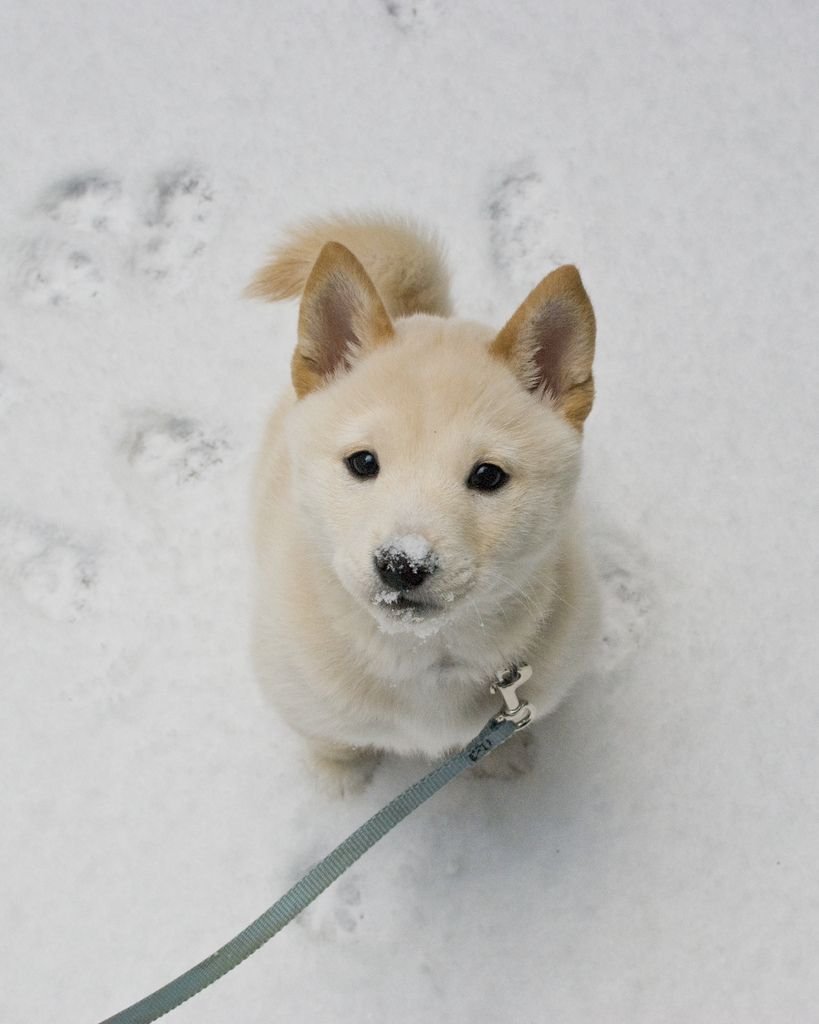 Сиба ину белая