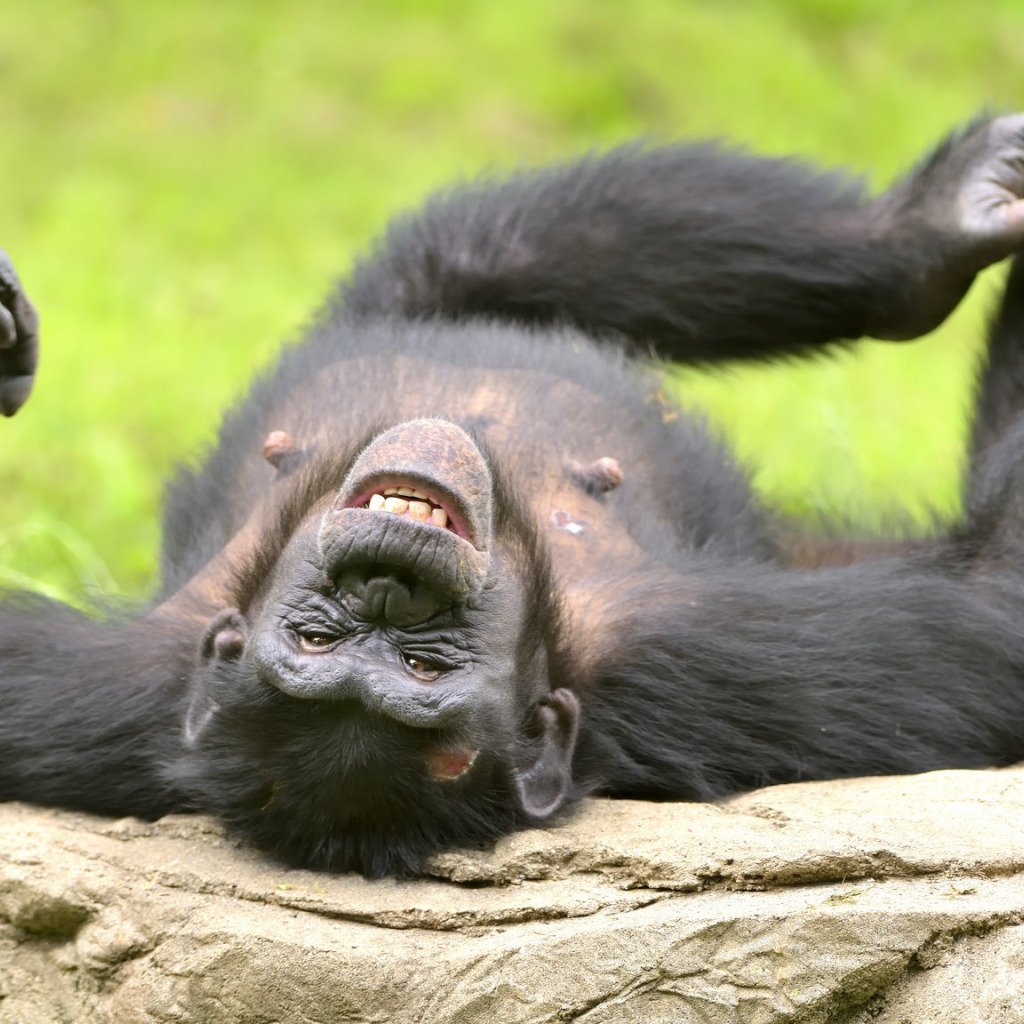 Шимпанзе смеется