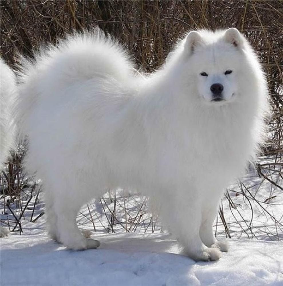 Порода собак лайка самоед