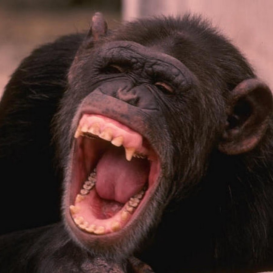 Смех обезьяны