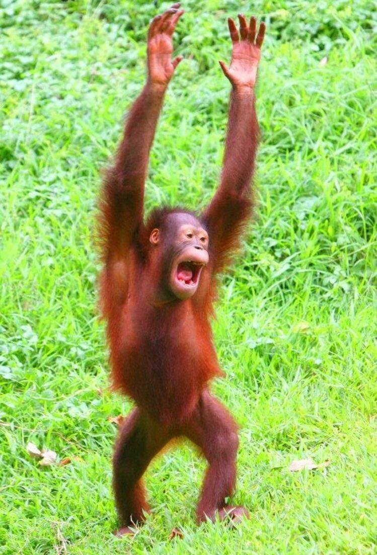 Прикольные обезьяны