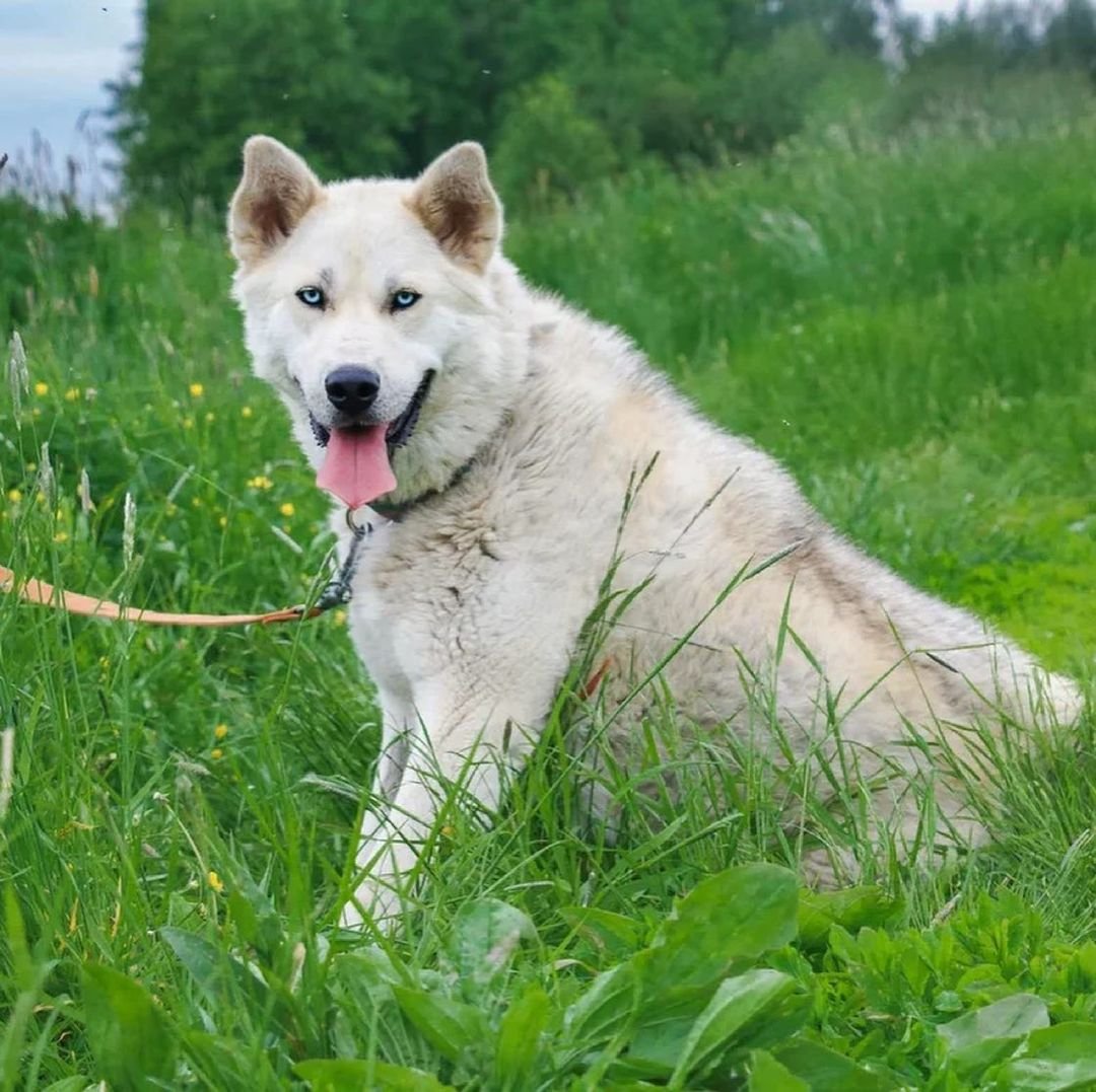 Собаки из Якутска в Москву
