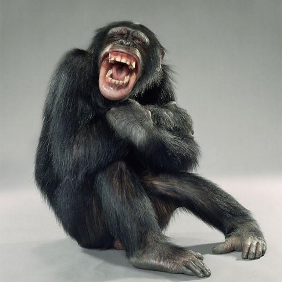 Обезьяна ржет