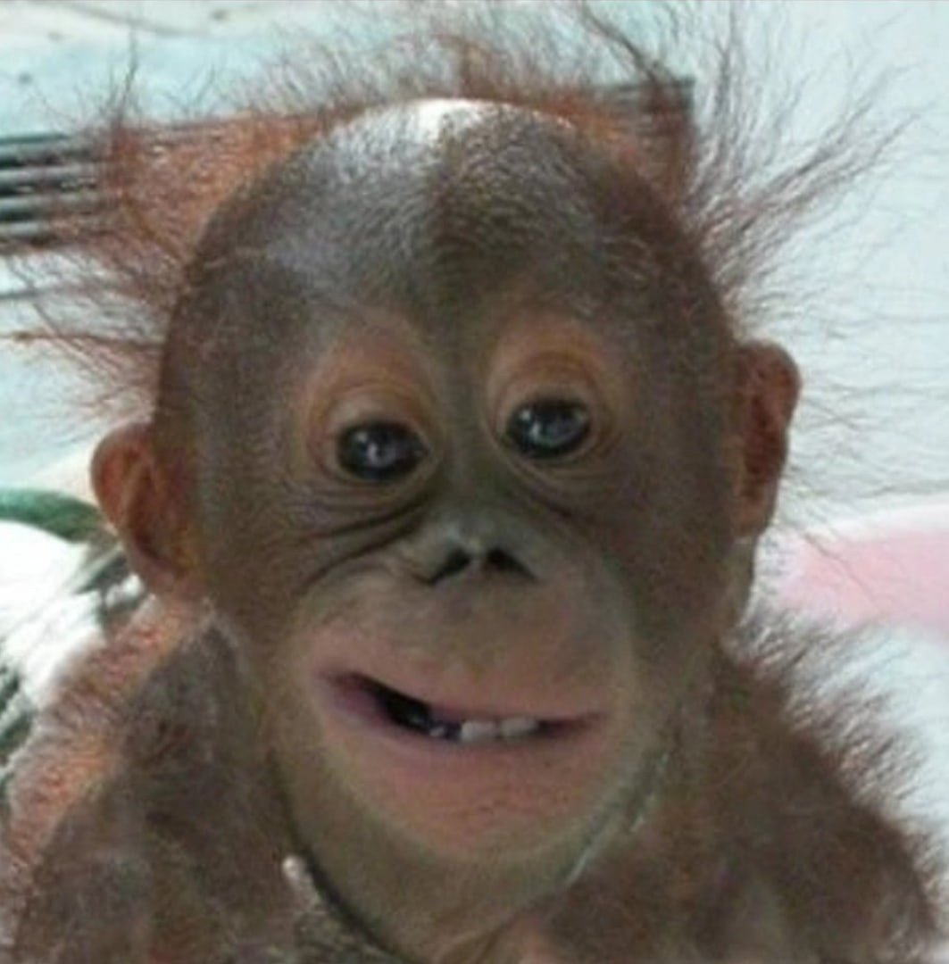 Улыбка шимпанзе