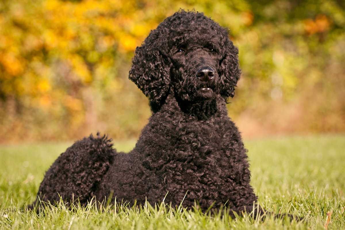 Австралийский лабрадудель черный