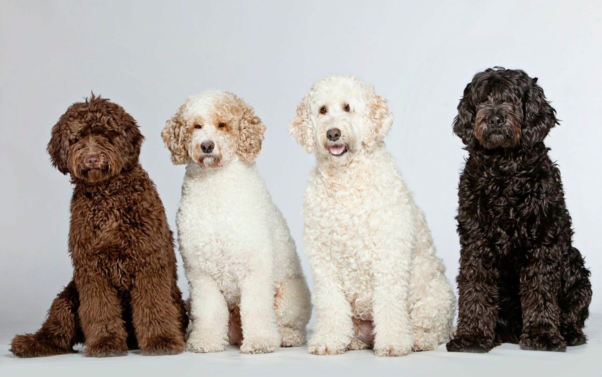 Австралийский лабрадудель карликовый